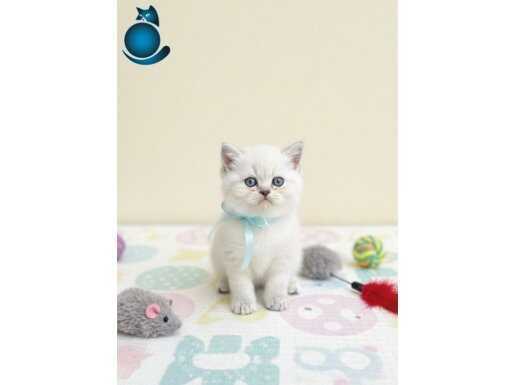 Orjinal kan beyaz yavrumuz yeni sahibini arıyor 