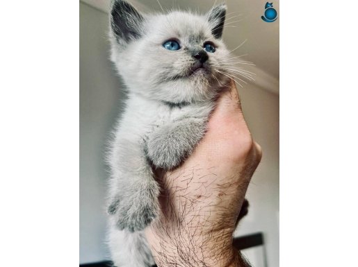 A kalite british shorthair yavruları 