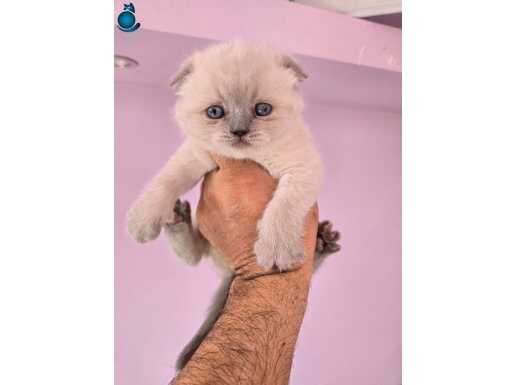 A kalite blue scotish Long yeni sahiplerini arıyor 