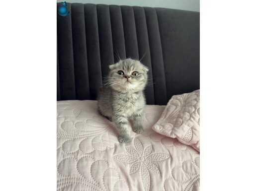 Muazzam güzellikteki Scotish Fold yavrumuz 