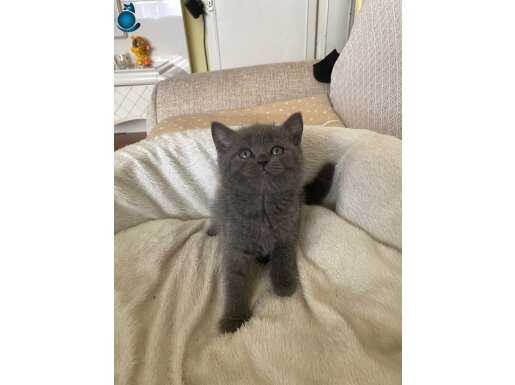 A kalite gri yavrular yeni sahiplerini arıyor 