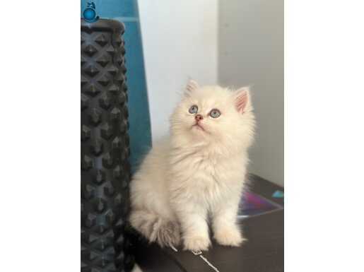A kalite longhair yavrularımız yeni sahiplerini arıyor 