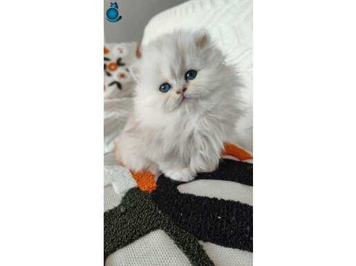 Anne baba scrli a kalite yavrular yeni sahiplerini arıyor 