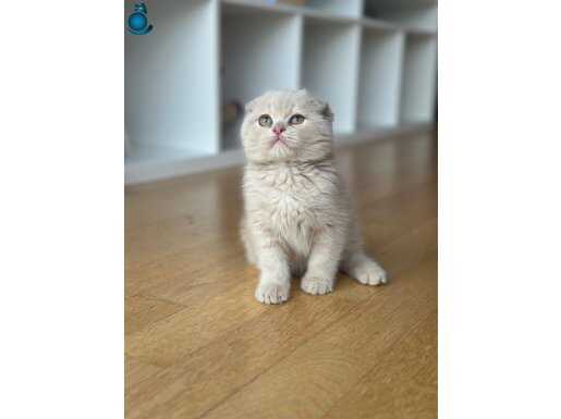 A kalite scotish lilacvyaveu yeni sahiplerini arıyor 