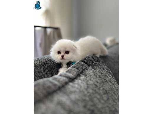 A kalite longhair yavrular 