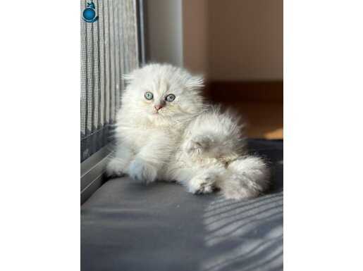 A kalite yavrularımız yeni sahiplerini arıyor 