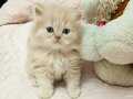 İpeksi Tüylü British Longhair Yavrusu