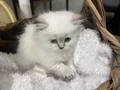 Anne baba scrli Safkan longhair 