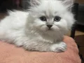 Anne baba scrli Safkan longhair 
