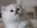 Özel longhair yavrularımız 