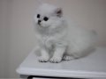 Özel longhair yavrularımız 