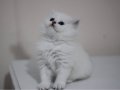 Özel longhair yavrularımız 
