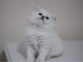 Özel longhair yavrularımız 