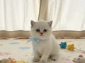 Güzellik abidesi yavrumuz 
