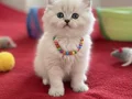 Top kafa muhteşem güzellikte longhair 