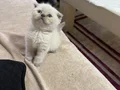 Safkan scotish fold yavrularımız 