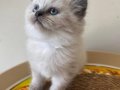 Safkan blue longhair yavrumuz 