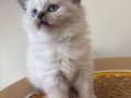Safkan blue longhair yavrumuz 