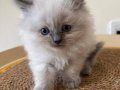 Safkan blue longhair yavrumuz 