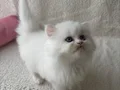 Safkan longhair yavrularımız 