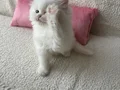 Safkan longhair yavrularımız 