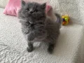 Safkan gri longhair yavrularımız 