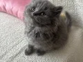 Safkan gri longhair yavrularımız 