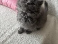 Safkan gri longhair yavrularımız 