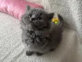 Safkan gri longhair yavrularımız 