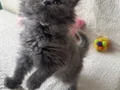 Safkan gri longhair yavrularımız 