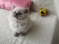 Güzellik abidesi kedimiz 