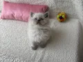 Güzellik abidesi kedimiz 