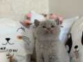 Dolgun Yanaklı Safkan Scottish Fold: Gerçek Ayı Surat