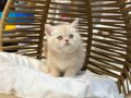 Bakışlarıyla Büyüleyen Tombul Yanaklı British Shorthair Yavrular