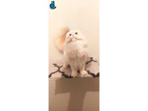 Scottish folt longhair erkek 11 aylık 