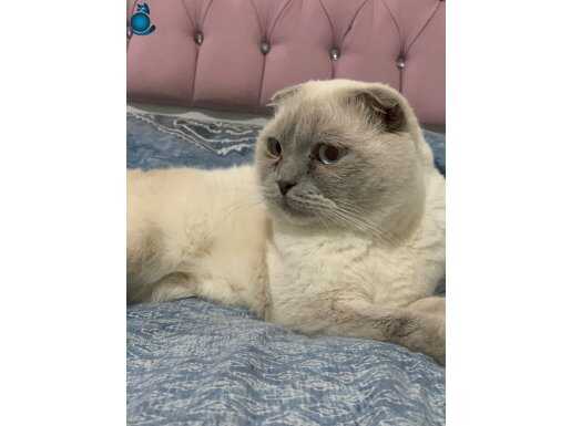 Ciddi erkek satılık 