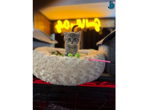 Orj British Wiskas bebeklerimiz