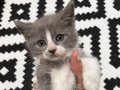 Minik Tatlı Oyuncu Yavrumuz
