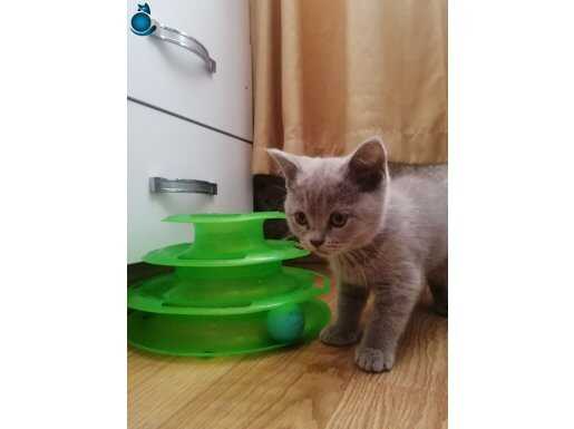 British shorthair lilak ve british shorthair erkek 
