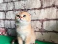 Scottish fold golden yeni yuvaya gitmeye hazırlar