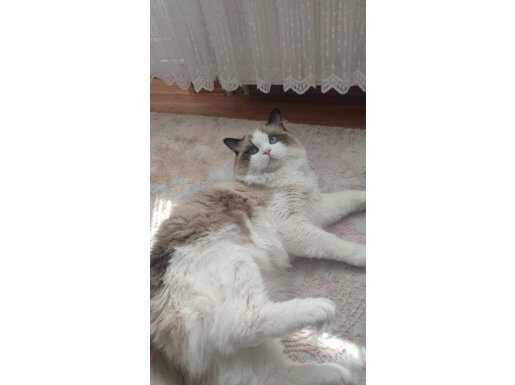 Muazzam Yüz Maskeli Sağlıklı Uysal Ragdoll