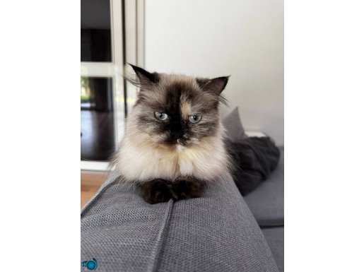 Kiwi yeni bir yuva arıyor.