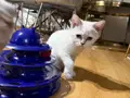 British shorthair yavrumuz 