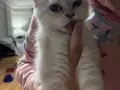 British shorthair yavrumuz 