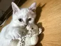 British shorthair yavrumuz 