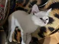 British shorthair yavrumuz 