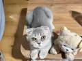 British shorthair yavrumuz 