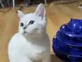 British shorthair yavrumuz 