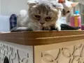 British shorthair yavrumuz 