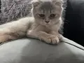 Scottish fold yavrumuz